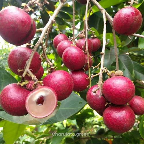rubi-longan2 রুবি লঙ্গান