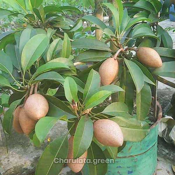 sofeda থাই সফেদা - Image 1