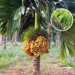 ভিয়েতনামি খাটো সুপারি