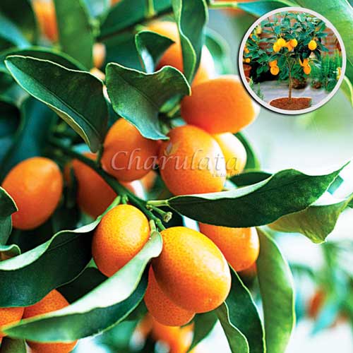 sweet-lemon-1 সুইট লেমন - Image 1