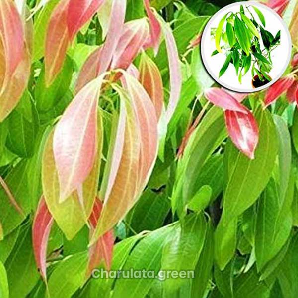 tejpata তেজপাতা গাছ