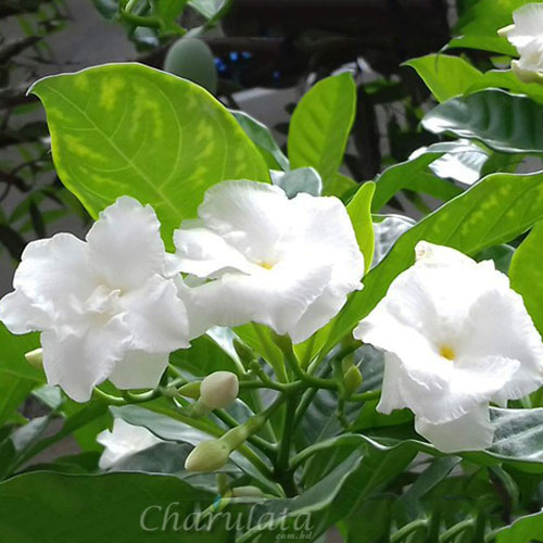 togor টগর