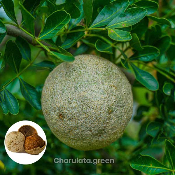 wood-apple কৎবেল