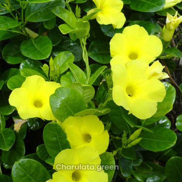 yellow-creeper হলুদ ক্রিপার