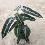 অ্যালোকাসিয়া অ্যামাজনিকা