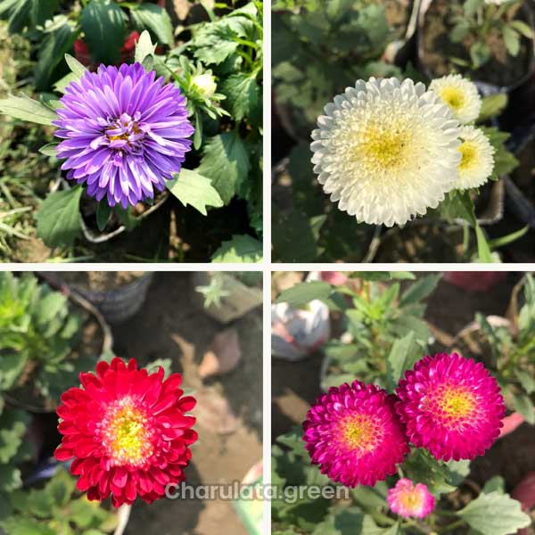 Aster এস্টার ফুল গাছ