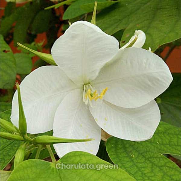 Bauhinia-acuminata-w শ্বেতকাঞ্চন