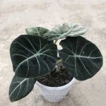 ব্ল্যাক ভ্যালবেট অ্যালোকাসিয়া