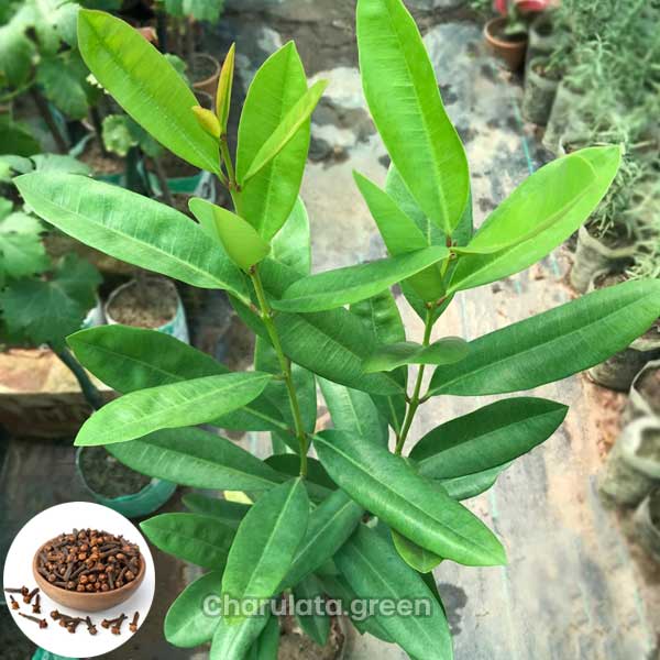 Clove লবঙ্গ গাছ