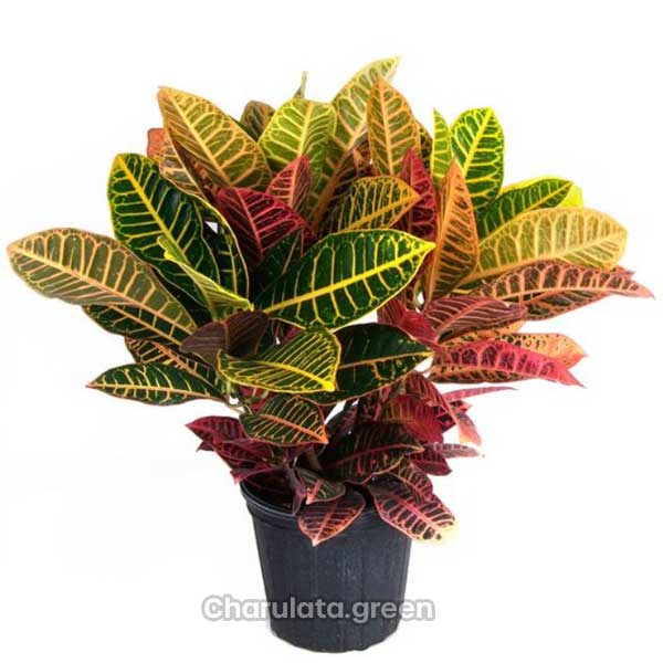 Croton1 ইন্ডিয়ান ড্রপ পাতাবাহার