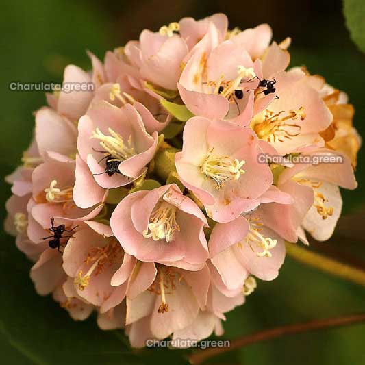 Dombeya2 ডম্বিয়া - Image 1