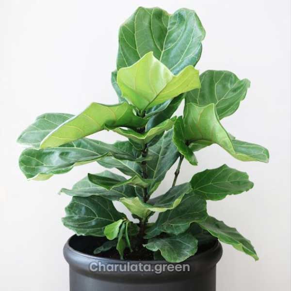 Fiddle Leaf Fig ফিদেল লিফ