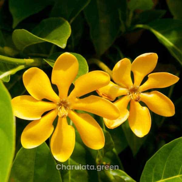 Gardenia গার্ডেনিয়া