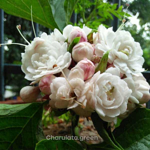 Hazari-Mogra-Plant হাজারী বেলি