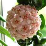 হয়া কর্নোসা কম্প্যাক্টা