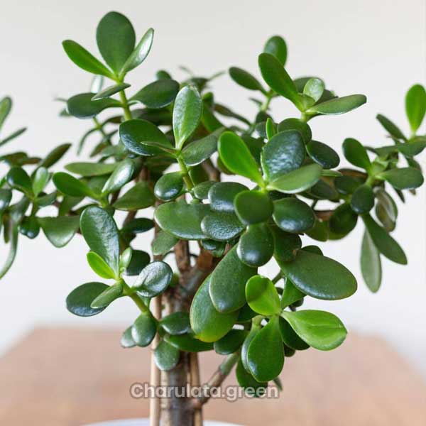 Jade-plant জেড প্লান্ট