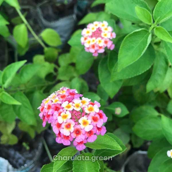 Lantana2 ল্যানটেনা