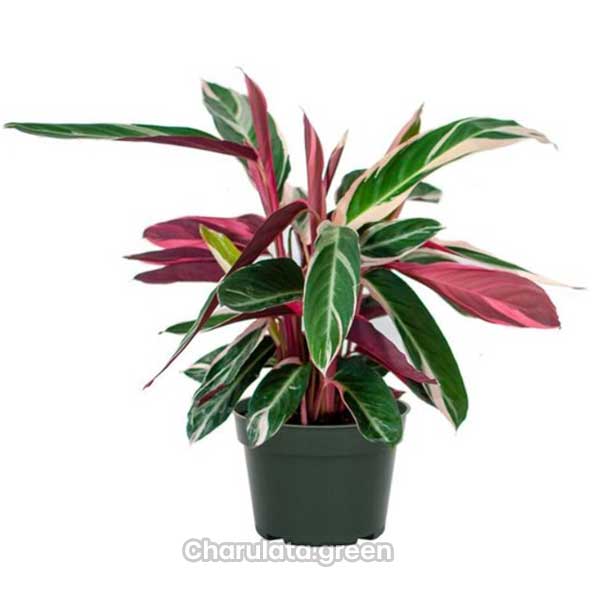 Maranta ম্যারিন্টা