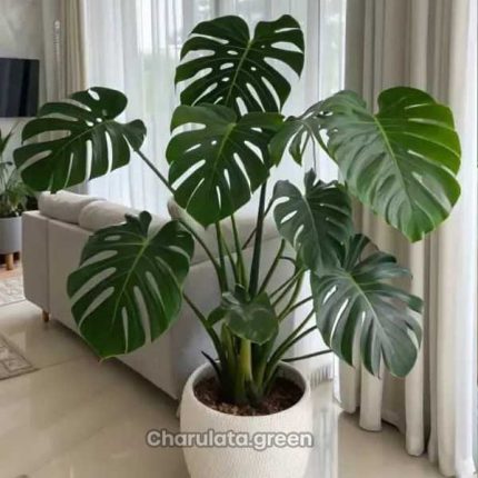মনস্টেরা ডেলিসিওসা