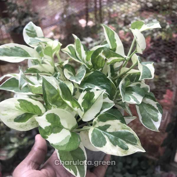 N'joy-pothos-1 এনজয় পথস
