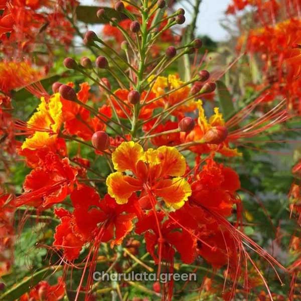 Peacock-Flower-r রাধাচূড়া