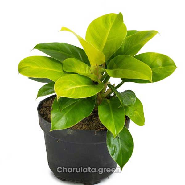 Philodendron-Moonlight ফিলোডেনড্রন মুনলাইট