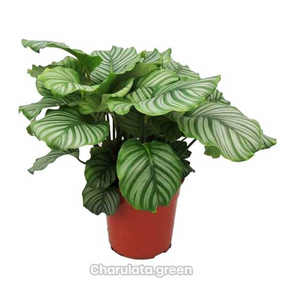 Round-Leaf-Calathea2 রাউন্ড লিফ ক্যালাথিয়া