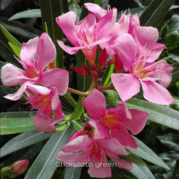 Single-Oleander2 করবি ফুল গাছ