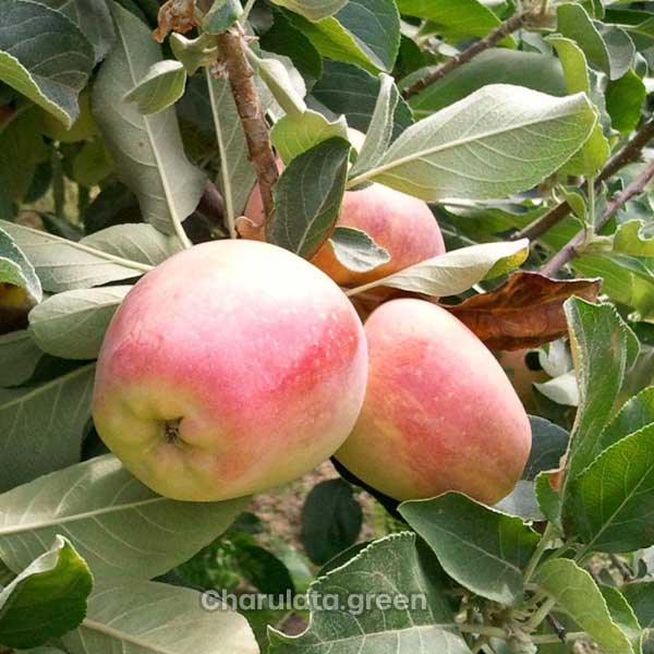 anna-apple আন্না আপেল