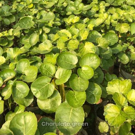 আপেল পাতাবাহার