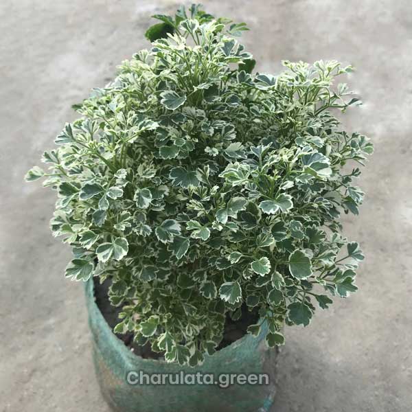 aralia অ্যারালিয়া