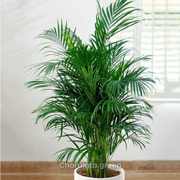 areka-palm এরিকা পাম