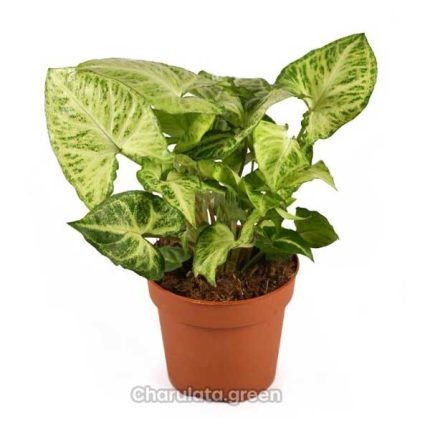 এরোহেড ভাইন