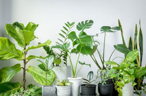 air purifying plants