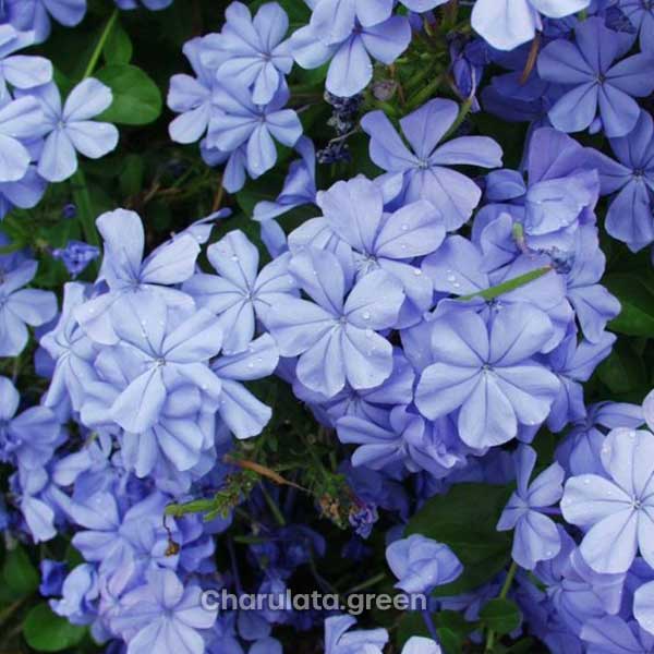 blue-plumbago নীল চিতা ফুল