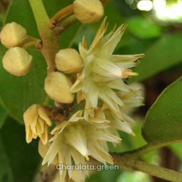 bokul বকুল ফুল গাছ