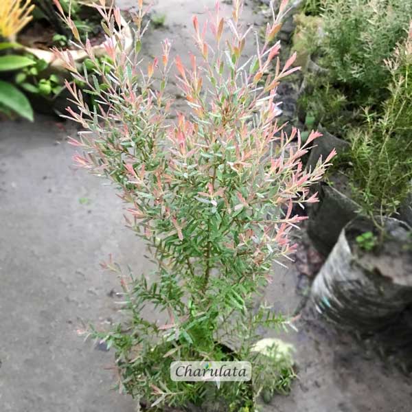 bottle-brush বোতল ব্রাশ