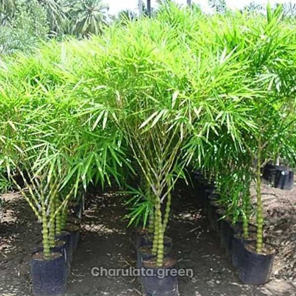 buddha-bamboo কলসি বাঁশ
