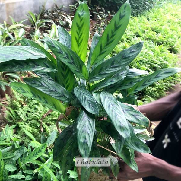 calathea ক্যালাথিয়া