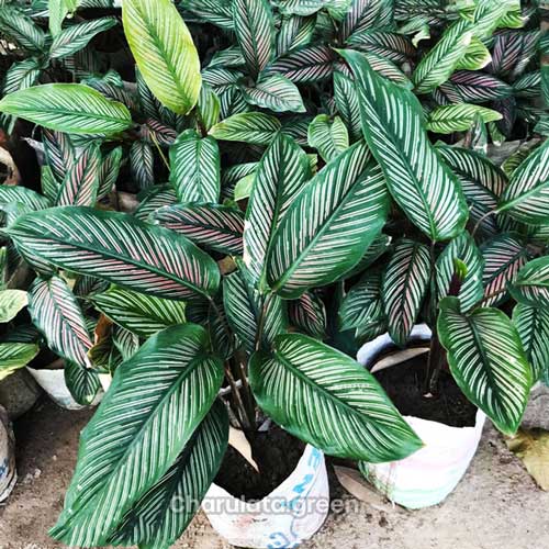 calathea-ornata পিন স্ট্রিপ (ক্যালাথিয়া)