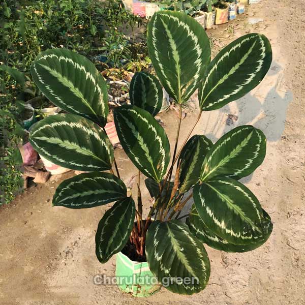 calathea ক্যালাথিয়া মেডেলিয়ন