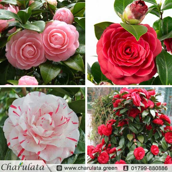 camellia ক্যামেলিয়া - Image 1
