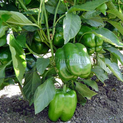 capsicum ক্যাপসিকাম