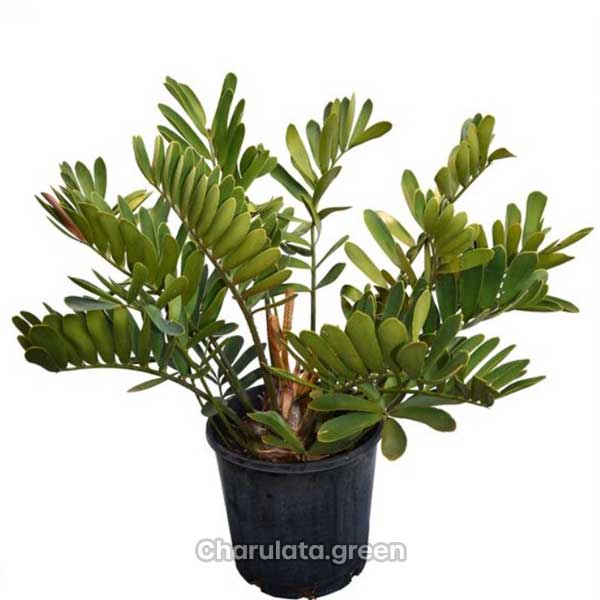 cardboard-plant কার্ডবোর্ড প্লান্ট