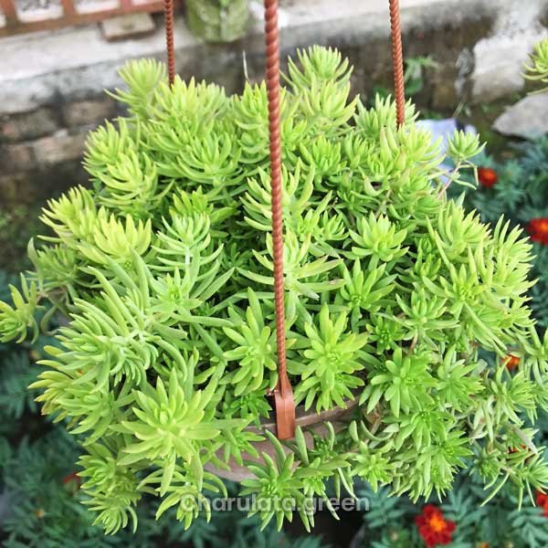 carpet-sedum কার্পেট সিডাম