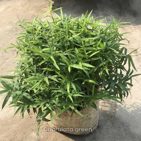 china-bambo চায়না ঘাস