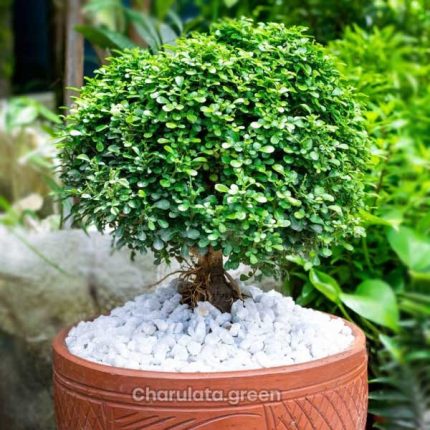 ড্রপ কামিনী