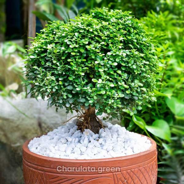 dwarf-kamini ড্রপ কামিনী