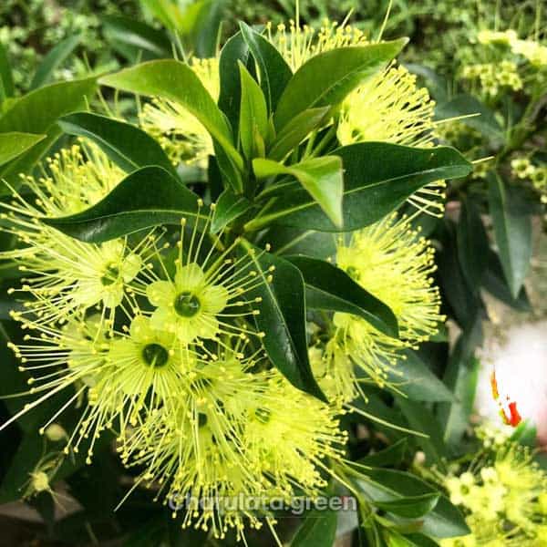 first-love ফাস্ট লাভ ফুল
