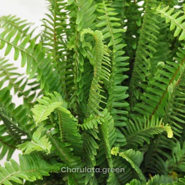 fishbone-fern-plant ফিশবন ফার্ন